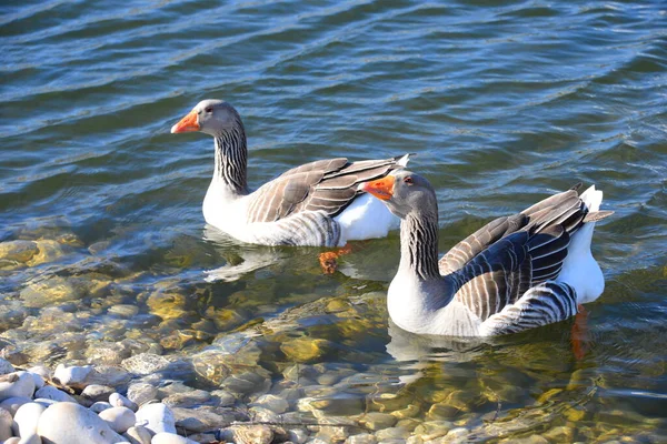 Whole Geese Mediterranean Sea Spain — 图库照片