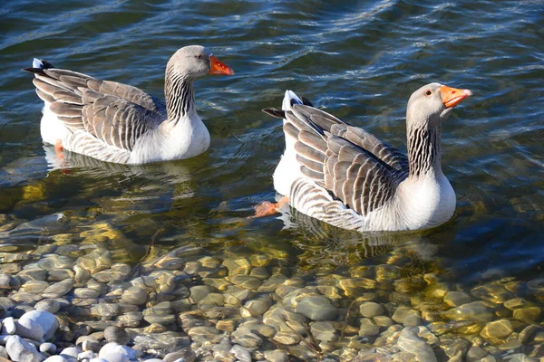 Whole Geese Mediterranean Sea Spain — Φωτογραφία Αρχείου