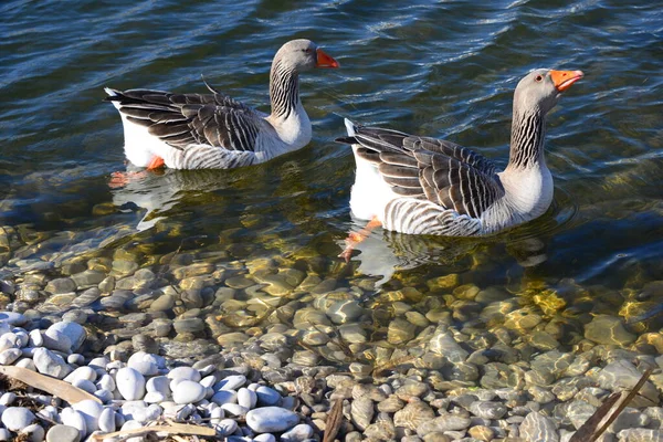 Whole Geese Mediterranean Sea Spain — 图库照片