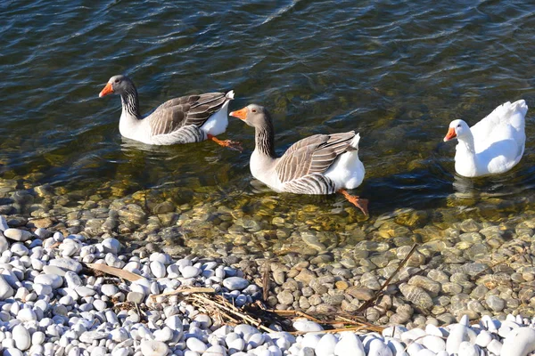 Whole Geese Mediterranean Sea Spain — Stock fotografie