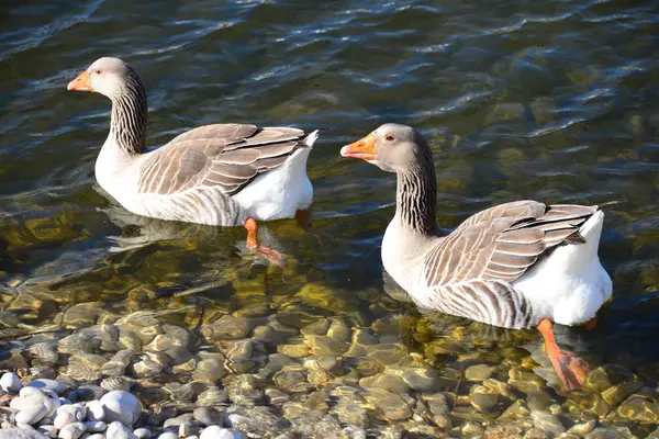 Whole Geese Mediterranean Sea Spain — 图库照片