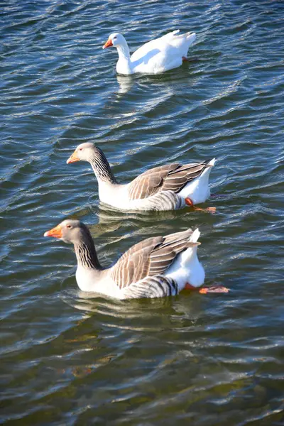 Whole Geese Mediterranean Sea Spain — 스톡 사진