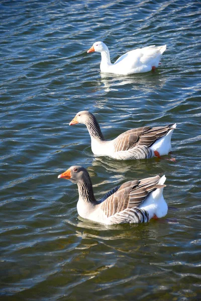 Whole Geese Mediterranean Sea Spain — 图库照片