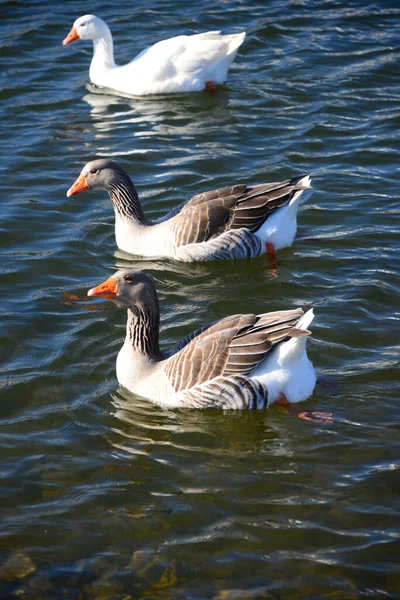 Whole Geese Mediterranean Sea Spain — Stockfoto