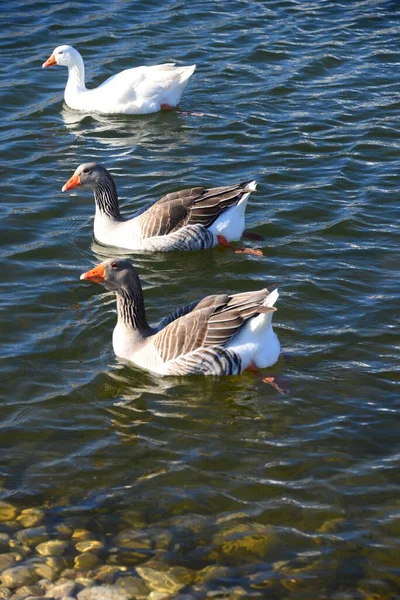 Whole Geese Mediterranean Sea Spain — Stockfoto