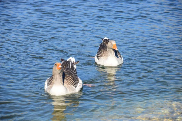 Whole Geese Mediterranean Sea Spain — Stock fotografie