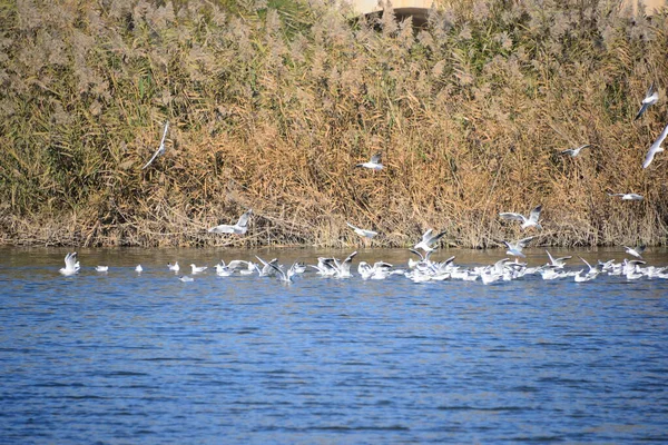 Gaivotas Mar Mediterranean Spain — Fotografia de Stock