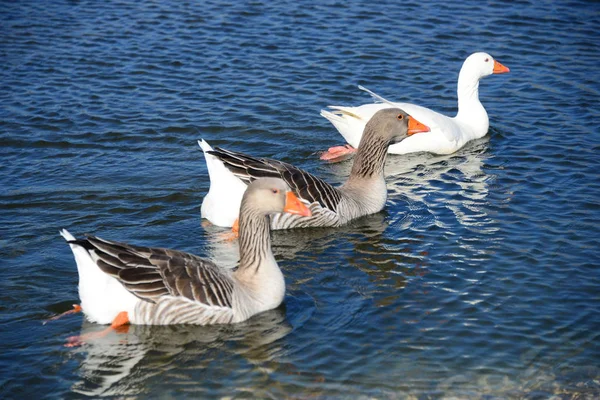 Whole Geese Mediterranean Sea Spain — Stock fotografie