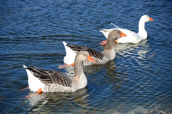 Whole Geese Mediterranean Sea Spain — 图库照片