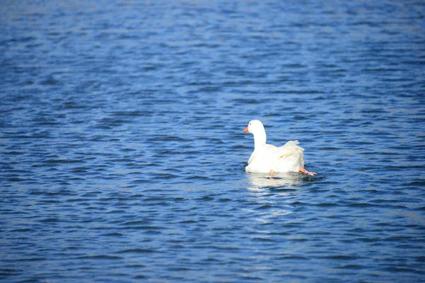 Whole Geese Mediterranean Sea Spain — Stok fotoğraf