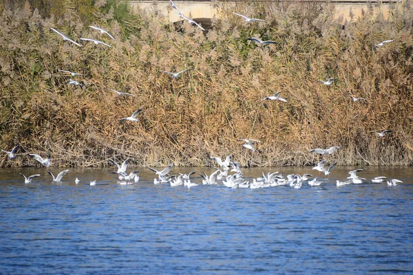 美しいカモメの鳥の風景 — ストック写真