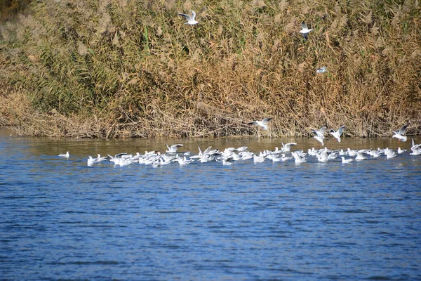 Schilderachtig Uitzicht Prachtige Meeuwen Vogels — Stockfoto