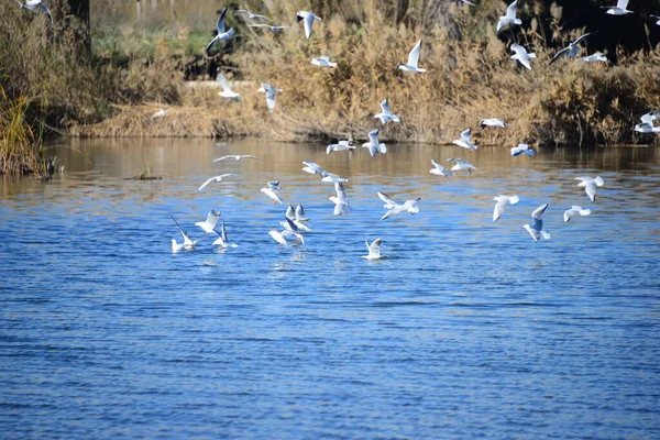 Schilderachtig Uitzicht Prachtige Meeuwen Vogels — Stockfoto