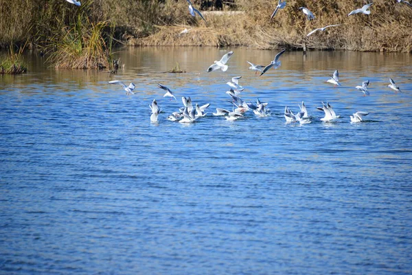 Malerischer Blick Auf Schöne Möwen Vögel — Stockfoto