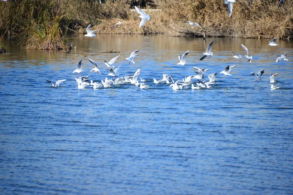 Schilderachtig Uitzicht Prachtige Meeuwen Vogels — Stockfoto