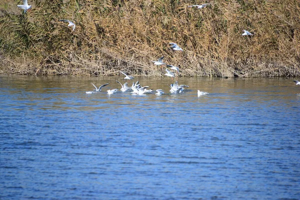 Vista Panorámica Hermosas Gaviotas Aves — Foto de Stock