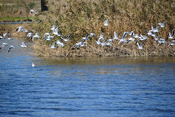 Malerischer Blick Auf Schöne Möwen Vögel — Stockfoto