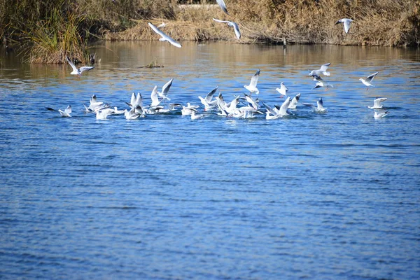 美しいカモメの鳥の風景 — ストック写真