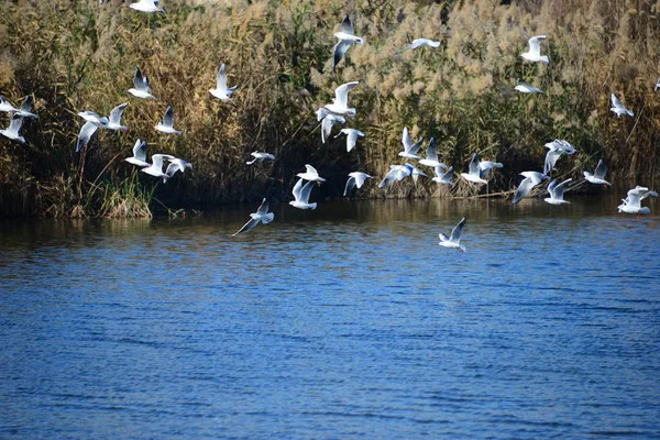 美しいカモメの鳥の風景 — ストック写真