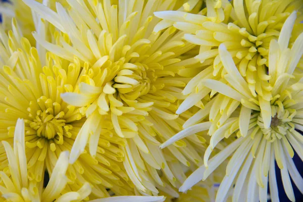 Buquê Crisântemo Amarelo Para Decoração Festiva Vários Eventos — Fotografia de Stock