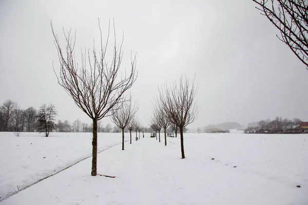 Tree Winter Landscape Lot Snow Styria — Stock Photo, Image