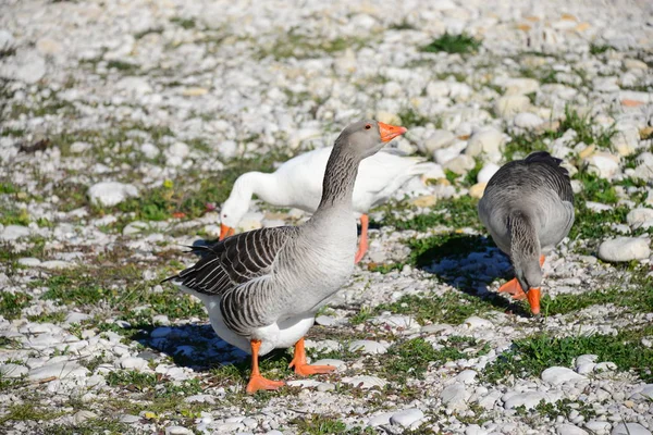 Whole Geese Medanean Sea Spain — стоковое фото