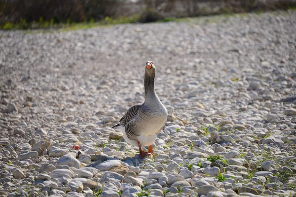 Whole Geese Medanean Sea Spain — стоковое фото