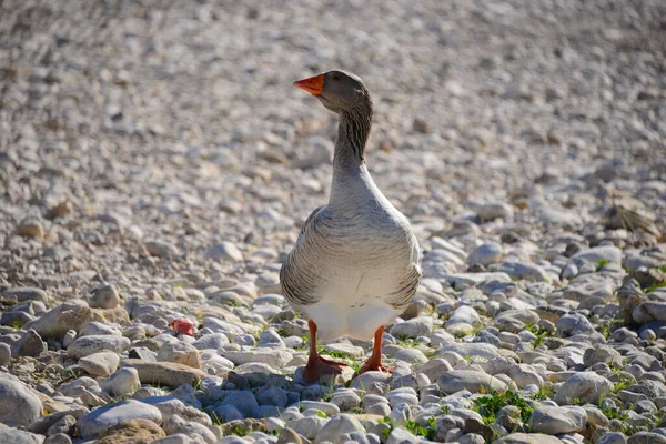 Whole Geese Mediterranean Sea Spain — Stock Photo, Image
