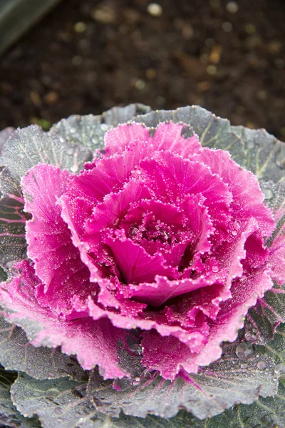 Red Ornamental Cabbage Dew Drops November Styria — Stock Photo, Image