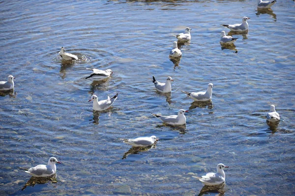 Möwen Auf Dem Mittelmeer Spanien — Stockfoto