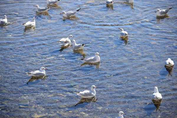 Mouettes Sur Mer Méditerranée Espagne — Photo