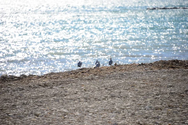 Möwen Auf Dem Mittelmeer Spanien — Stockfoto