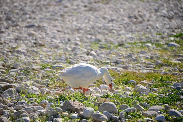 Whole Geese Medanean Sea Spain — стоковое фото
