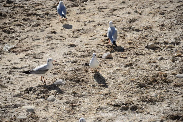 Seagulls Mediterranean Sea Spain — Stock Photo, Image