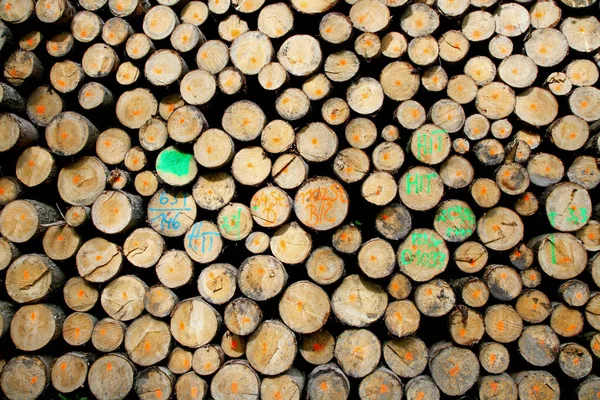 Dřevěné Klády Kmen Palivového Dříví — Stock fotografie