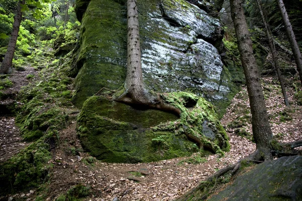 Trädrötter Sachsen Schweiz — Stockfoto