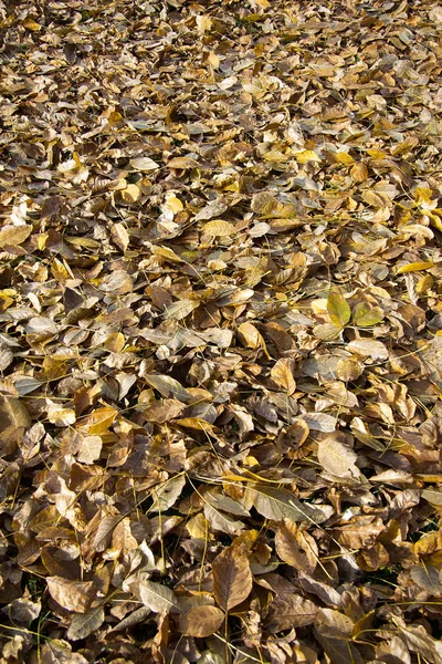 Foliage Walnut Tree Autumn Styria — Stock Photo, Image