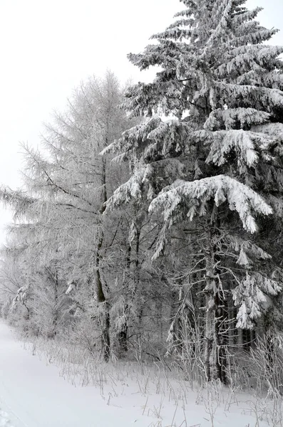 Vinter Skog Natur Bakgrund — Stockfoto
