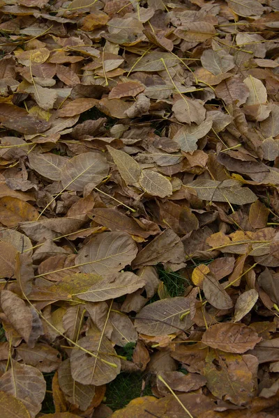 Listoví Ořechového Stromu Podzim Styrii — Stock fotografie