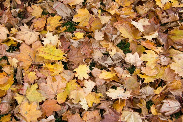 Natur Laub Von Bäumen Pflanzen Und Blättern — Stockfoto