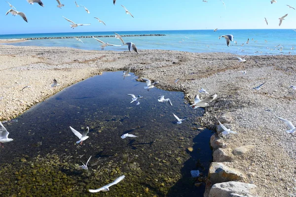 Gaviotas Mar Mediterráneo España — Foto de Stock