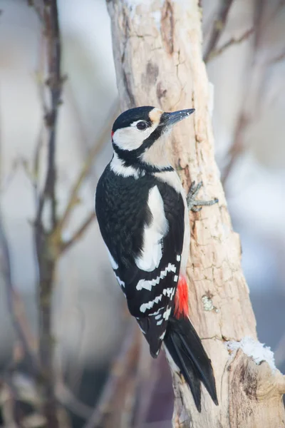 Γραφική Θέα Της Όμορφης Woodpecker Πουλί Στη Φύση — Φωτογραφία Αρχείου