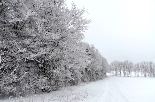 Téli Erdő Természet Háttér — Stock Fotó