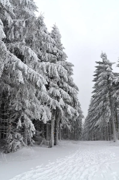 Winterwald Auf Naturhintergrund — Stockfoto