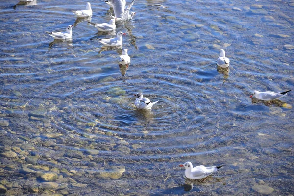 바다에 갈매기 — 스톡 사진