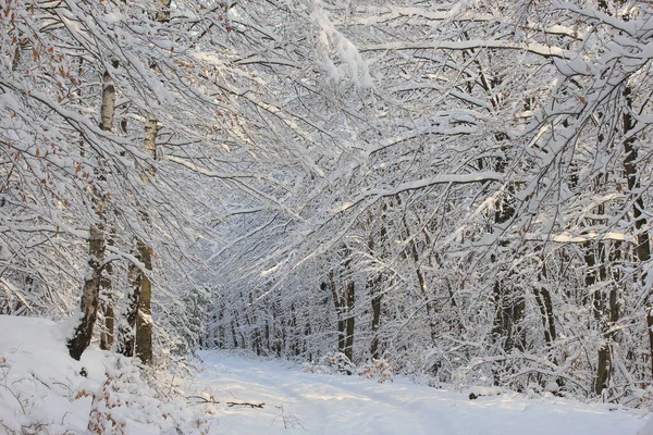 Bosque Invierno Cerca Neuhaus Parque Natural Arnsberg Sendero Senderismo Cubierto — Foto de Stock