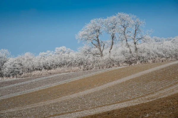 Zimowy Krajobraz Przymrozkiem Drzewach Filedach Zdjęcie Zrobione Regionie Rosalia Burgenland — Zdjęcie stockowe