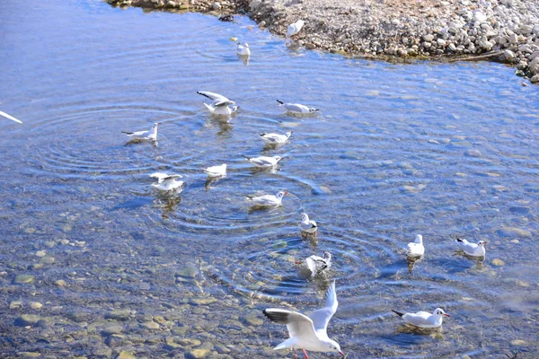 Mouettes Sur Mer Méditerranée Espagne — Photo