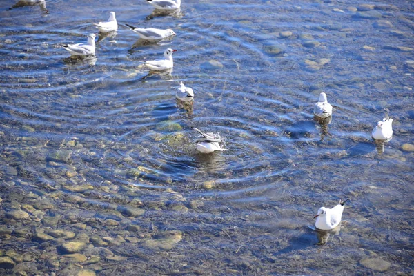 Gaviotas Mar Mediterráneo España — Foto de Stock