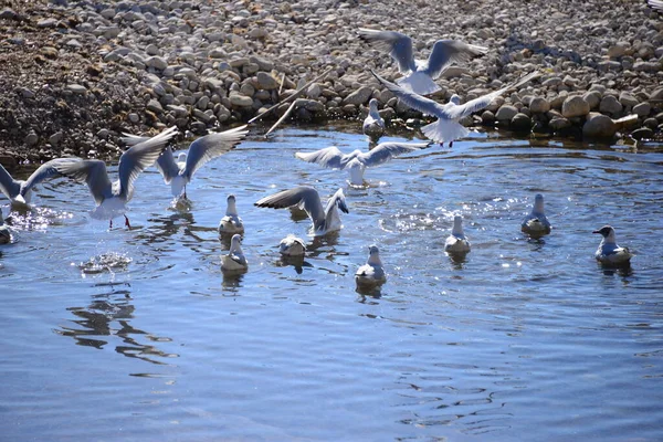 Gaivotas Mar Mediterrâneo Espanha — Fotografia de Stock